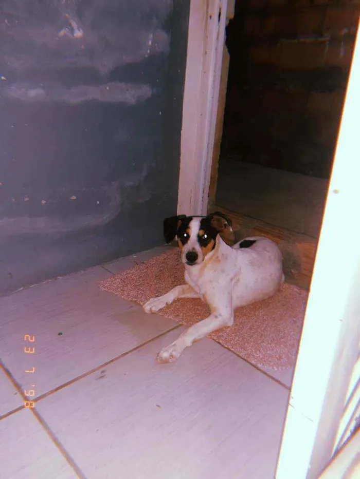 Cachorro ra a SRD idade 7 a 11 meses nome Thor