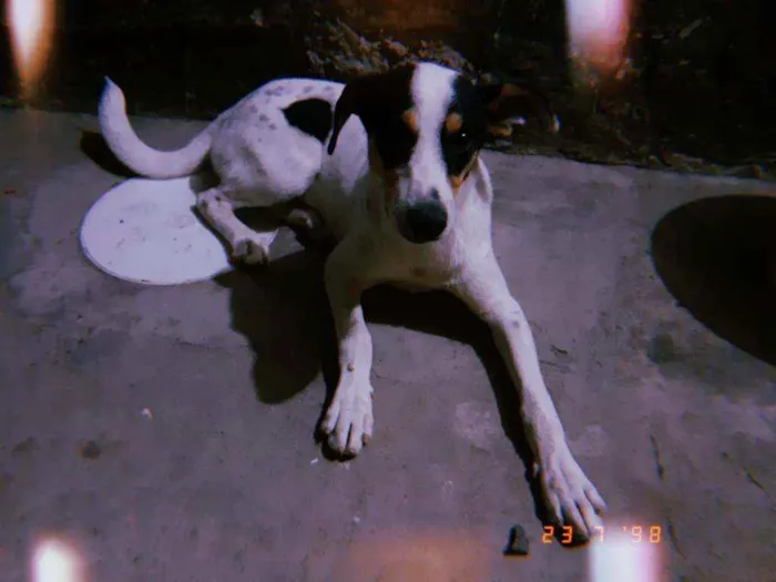 Cachorro ra a SRD idade 7 a 11 meses nome Thor