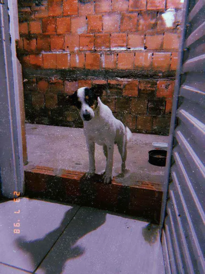Cachorro ra a SRD idade 7 a 11 meses nome Thor