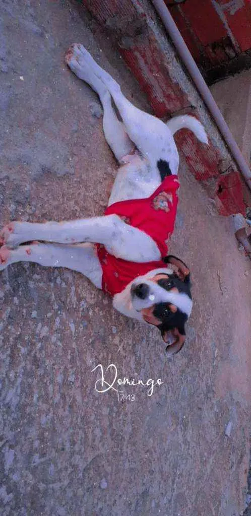 Cachorro ra a SRD idade 7 a 11 meses nome Thor