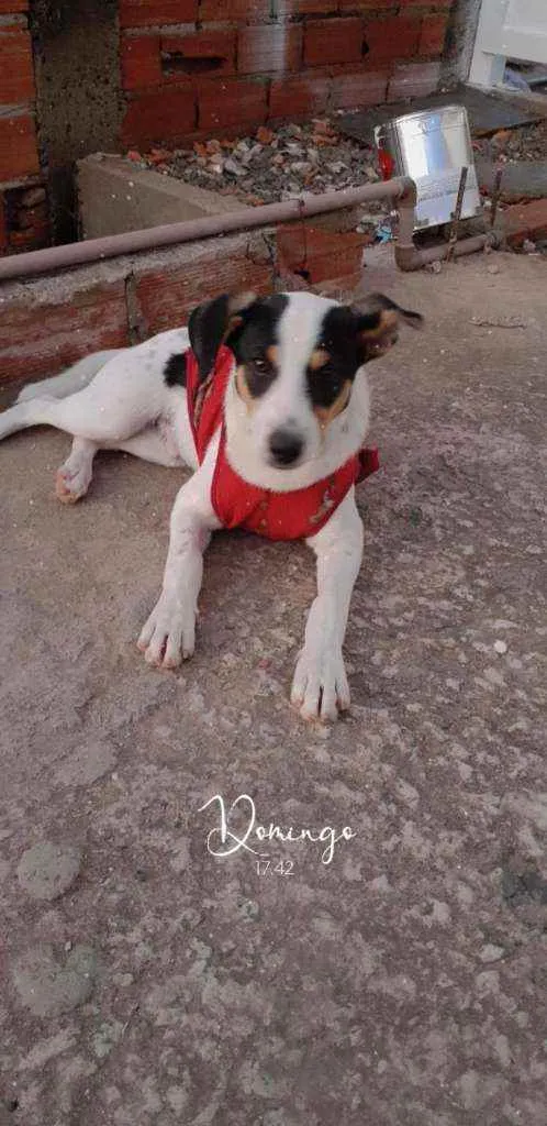 Cachorro ra a SRD idade 7 a 11 meses nome Thor