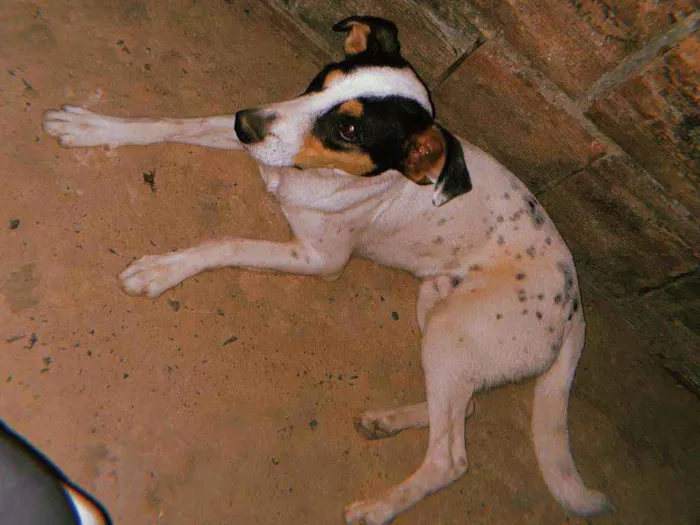 Cachorro ra a SRD idade 7 a 11 meses nome Thor