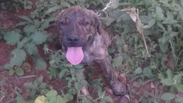 Cachorro raça Fila mix idade 7 a 11 meses nome Pantera