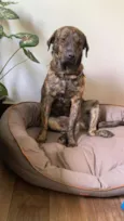 Pantera