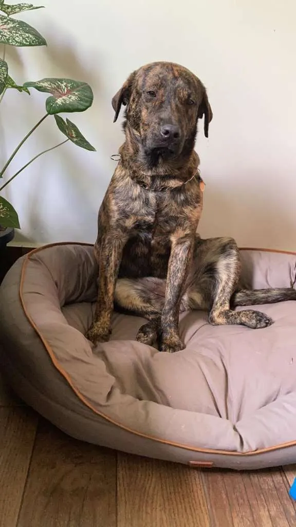 Cachorro raça Fila mix idade 7 a 11 meses nome Pantera
