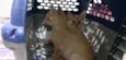 Gatinho