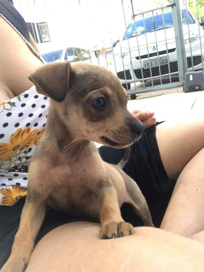 Cachorro ra a SRD idade 2 a 6 meses nome Ophelia