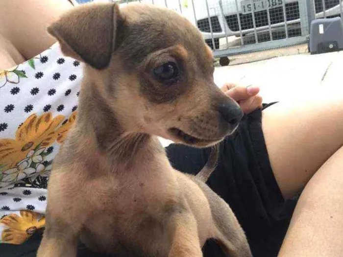 Cachorro ra a SRD idade 2 a 6 meses nome Ophelia