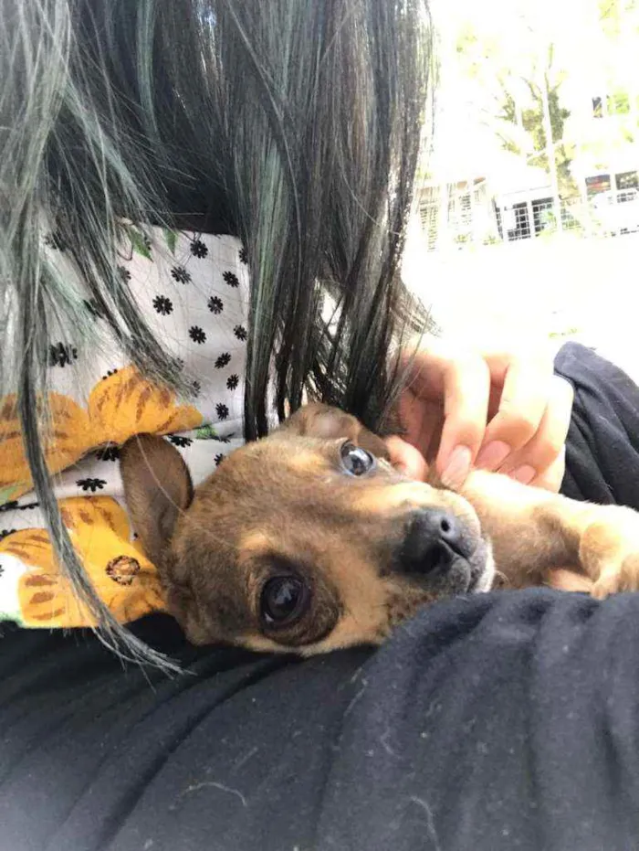 Cachorro ra a SRD idade 2 a 6 meses nome Ophelia