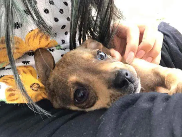 Cachorro ra a SRD idade 2 a 6 meses nome Ophelia