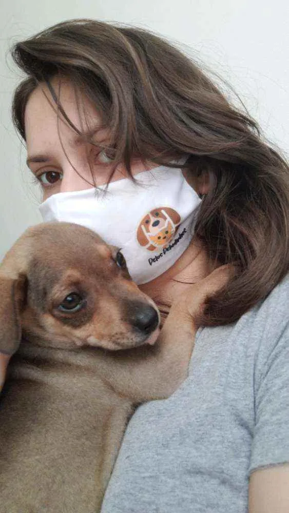 Cachorro ra a SRD idade 2 a 6 meses nome Ophelia
