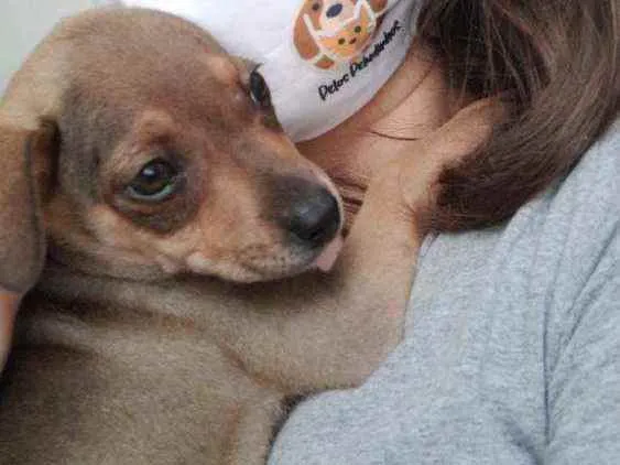 Cachorro ra a SRD idade 2 a 6 meses nome Ophelia