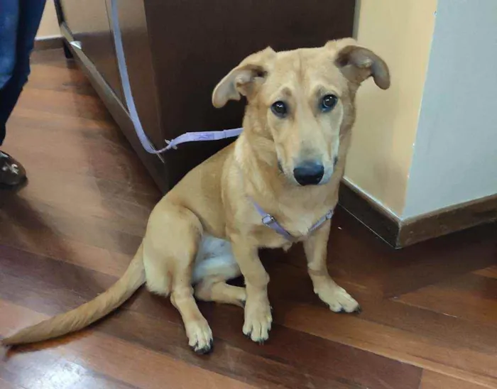 Cachorro ra a SRD idade 7 a 11 meses nome Xuxu