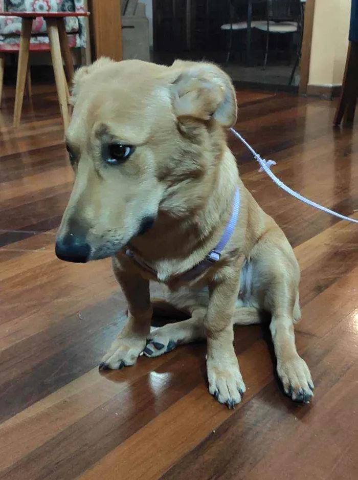 Cachorro ra a SRD idade 7 a 11 meses nome Xuxu