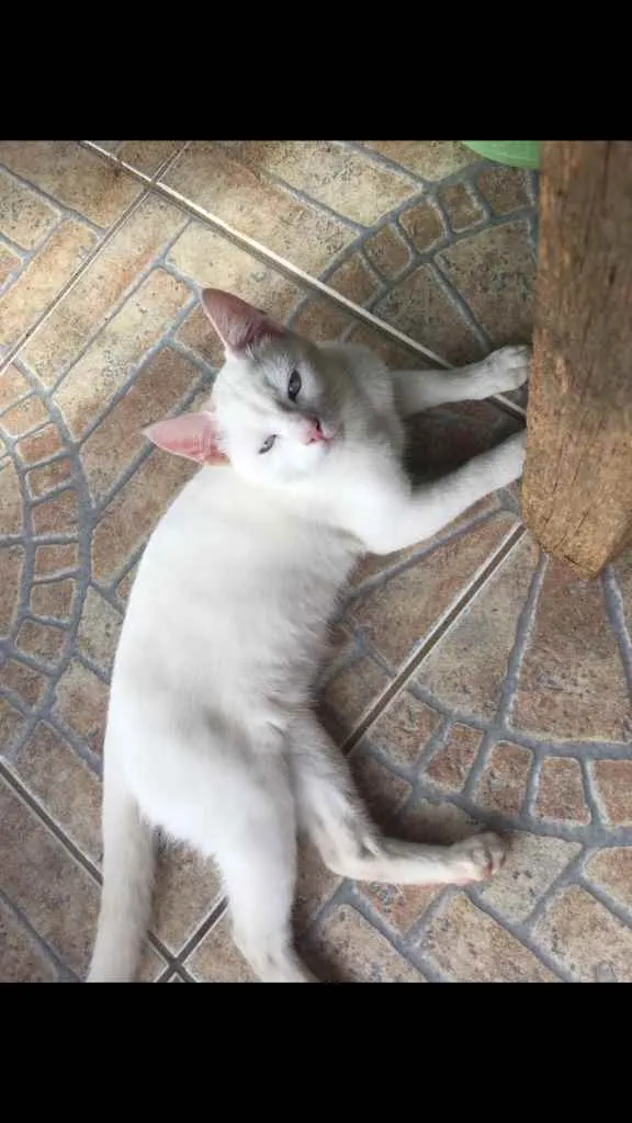Gato ra a  idade  nome Mingau 