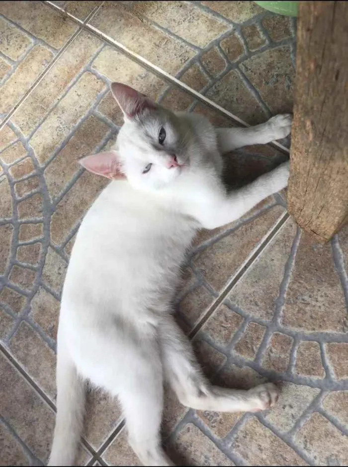 Gato ra a  idade 7 a 11 meses nome Mingau 