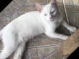 Mingau 