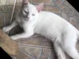 Mingau 