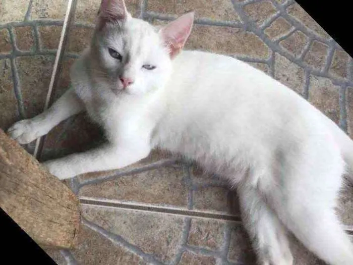 Gato ra a  idade 7 a 11 meses nome Mingau 