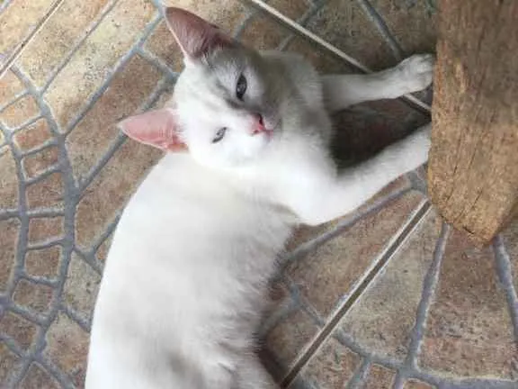 Gato ra a  idade  nome Mingau 