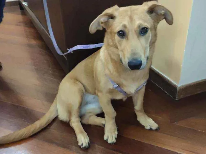 Cachorro ra a SRD idade 7 a 11 meses nome Xuxu