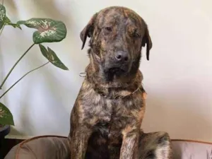Cachorro raça Fila mix idade 7 a 11 meses nome Pantera