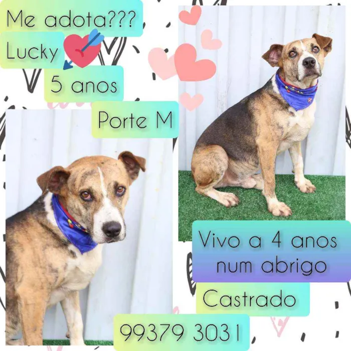 Cachorro raça SRD idade 5 anos nome Lucky