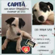 Capitã 