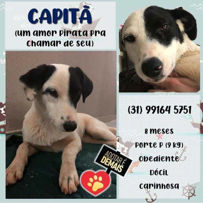 Cachorro raça SRD idade 7 a 11 meses nome Capitã 