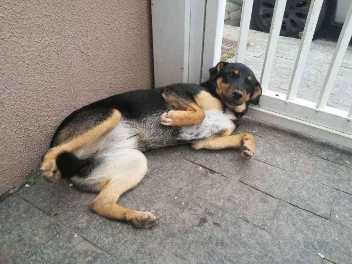 Cachorro ra a Pastor Alemão idade 7 a 11 meses nome Jujuba