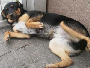 Cachorro raça Pastor Alemão idade 7 a 11 meses nome Jujuba