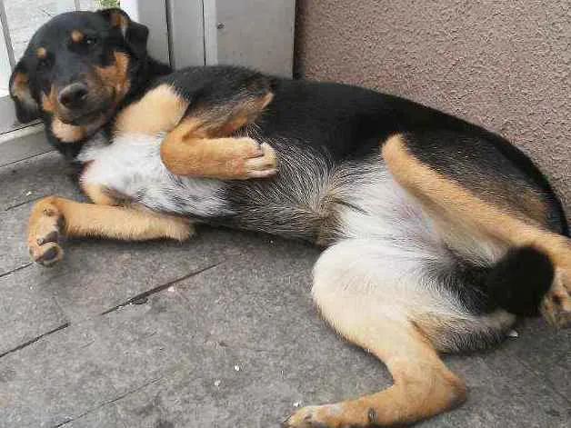 Cachorro ra a Pastor Alemão idade 7 a 11 meses nome Jujuba