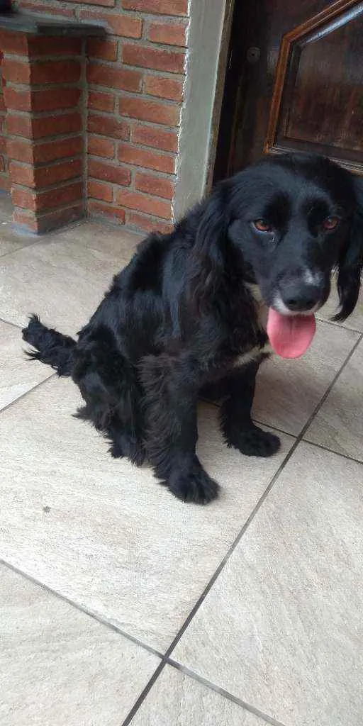 Cachorro ra a Cocker idade 2 anos nome Sultão