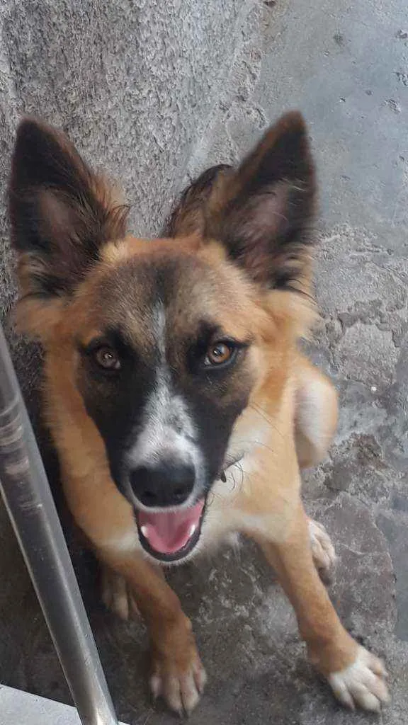 Cachorro ra a Indefinida idade 1 ano nome Guela
