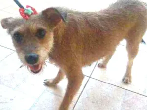 Cachorro raça SRD idade 1 ano nome Soraia