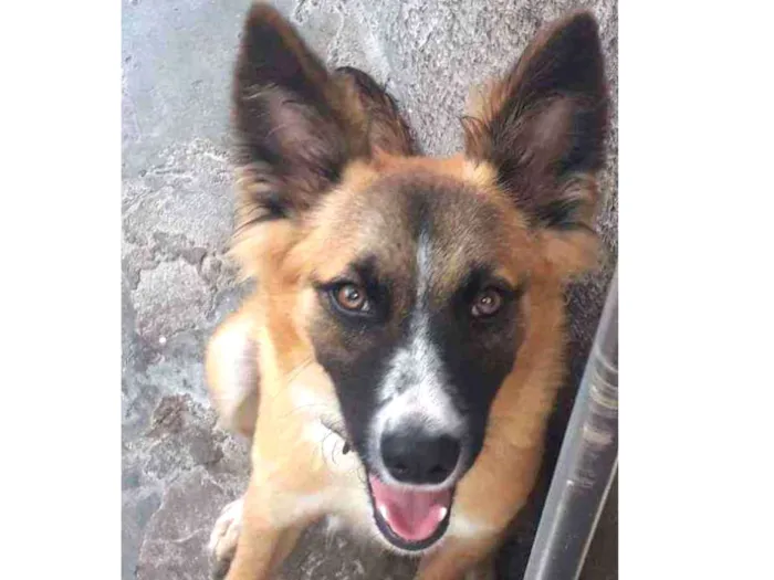 Cachorro ra a Indefinida idade 1 ano nome Guela
