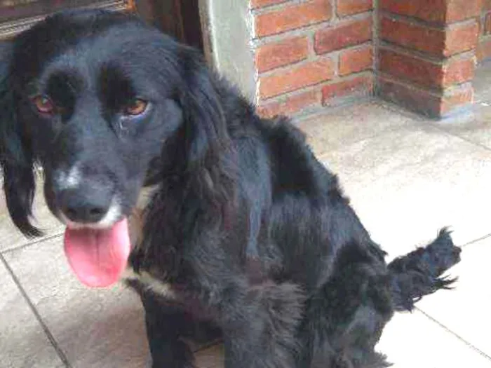 Cachorro ra a Cocker idade 2 anos nome Sultão