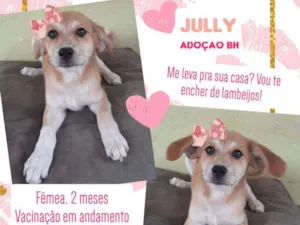 Cachorro raça Srd idade 2 a 6 meses nome Jullie