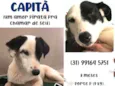 Capitã 