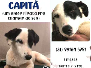 Cachorro raça SRD idade 7 a 11 meses nome Capitã 