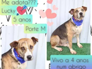 Cachorro raça SRD idade 5 anos nome Lucky