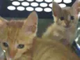 Gatinho