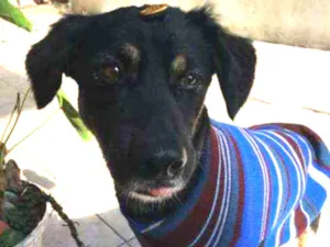 Cachorro raça Vira-lata idade 3 anos nome Tobi