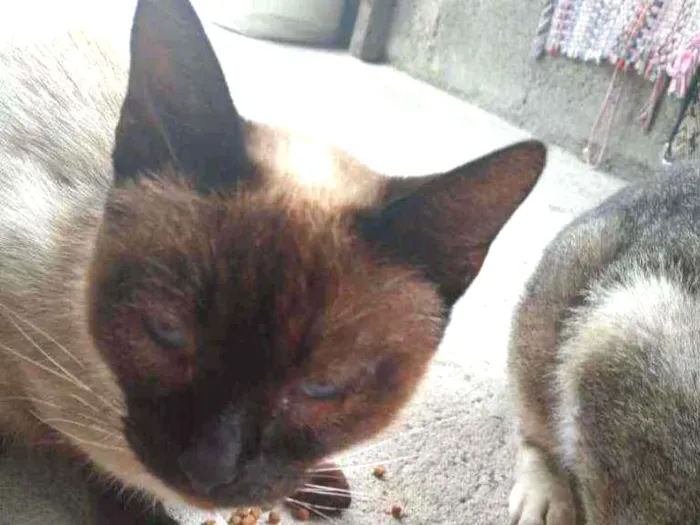 Gato ra a Não definida  idade Abaixo de 2 meses nome Sem nome 