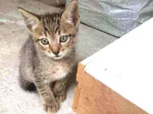 Gato raça Não definida idade Abaixo de 2 meses nome Não twm