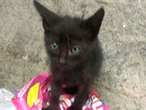 Gato raça Não definida idade Abaixo de 2 meses nome Não sei