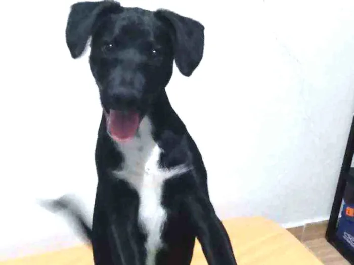 Cachorro ra a Vira lata idade 2 a 6 meses nome Mike