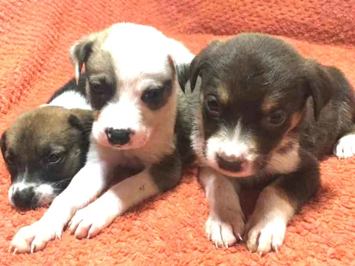 Cachorro ra a Sem ração definida  idade Abaixo de 2 meses nome Sem nome 