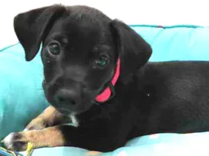 Cachorro raça Srd idade 2 a 6 meses nome Capitu
