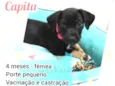 Capitu